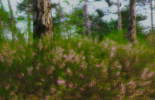 bibo13.jpg 78kB